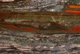 Stromatolite Slice - Pilbara, Australia ( Billion Years) #180172-1